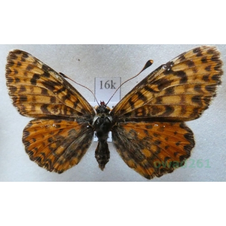 Melitaea didyma (Esper, 1778) female Przeplatka didyma Czech16k
